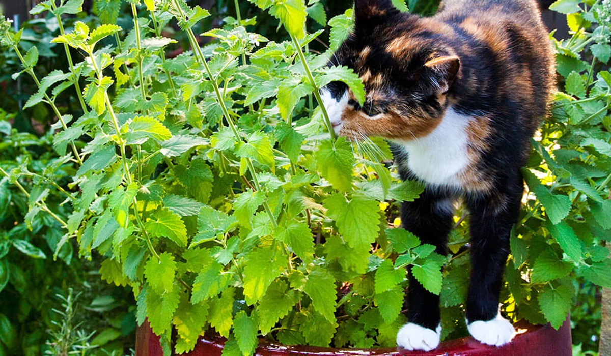 gatto annusa l'erba gatta