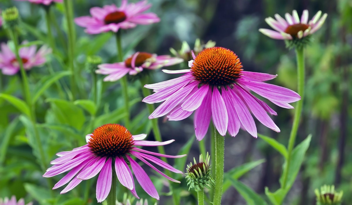 fiori di echinacea