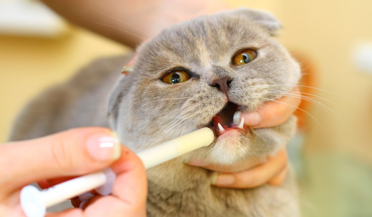 dare farmaci liquidi al gatto