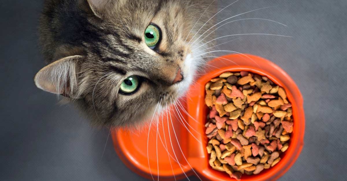 Far mangiare tutta la pappa al gatto: trucchetti utili per raggiungere l’obiettivo