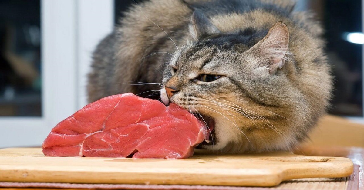 gatto azzanna tocco di carne