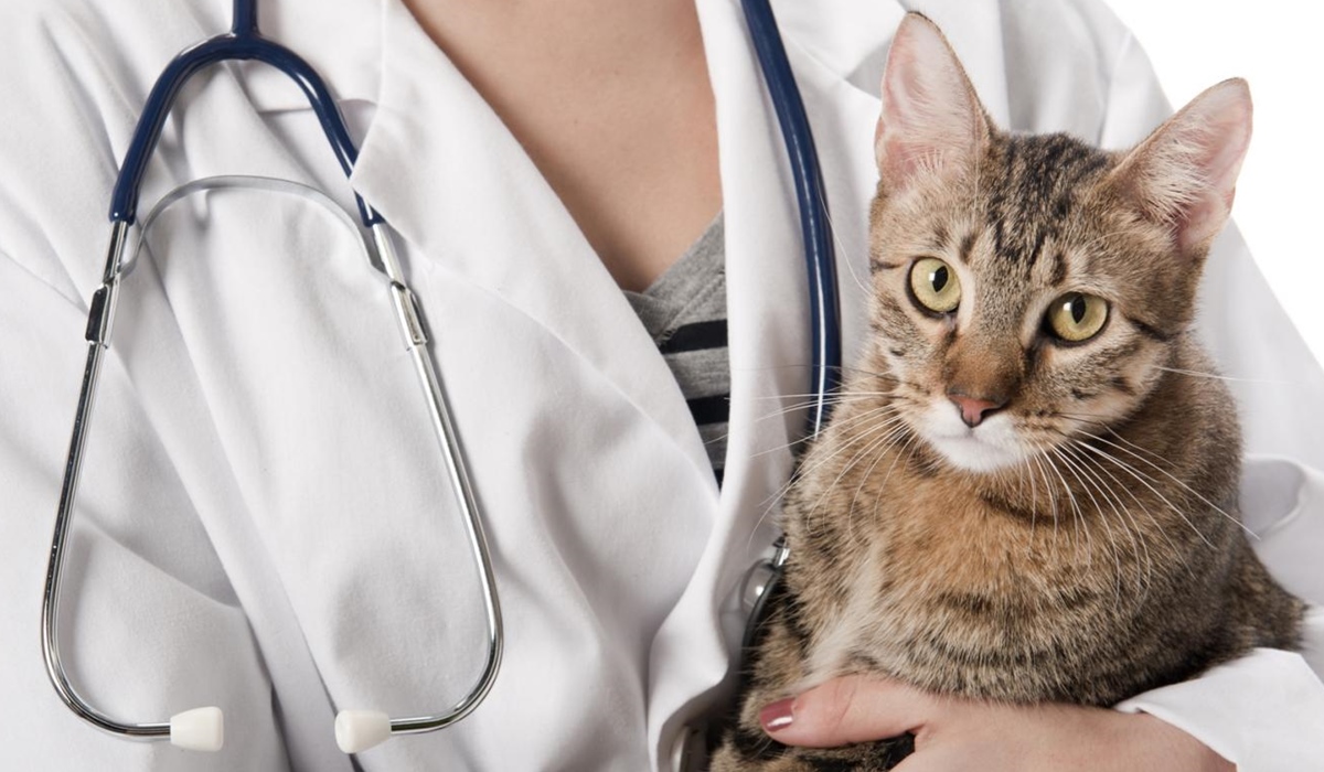 gatto in braccio al veterinario