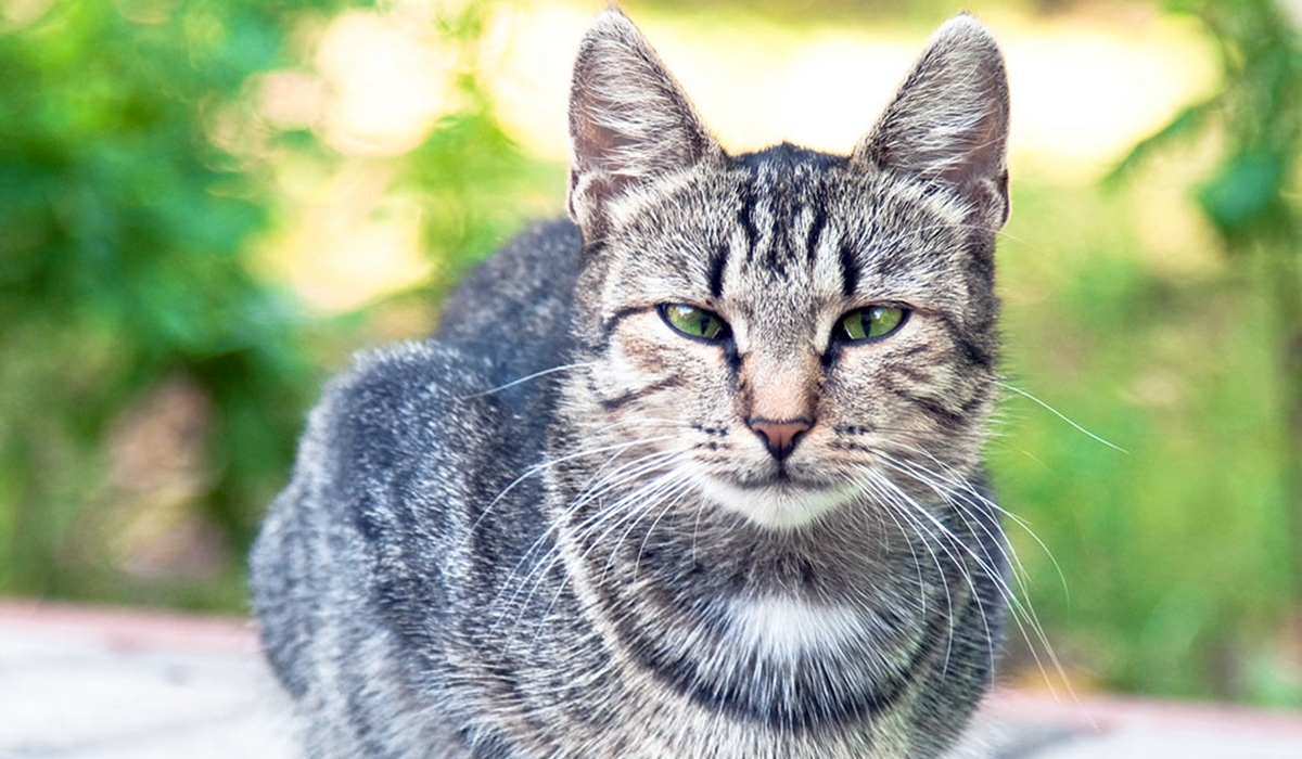 gatto in mezzo alla natura