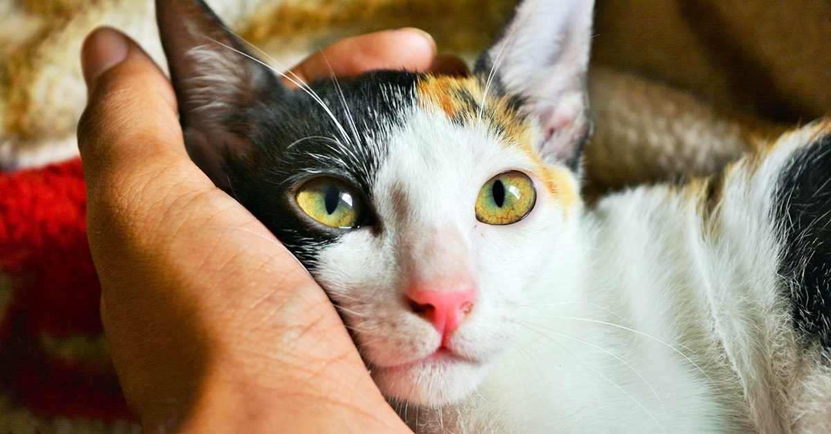 Feng Shui per il gatto: sì, esiste anche per Micio