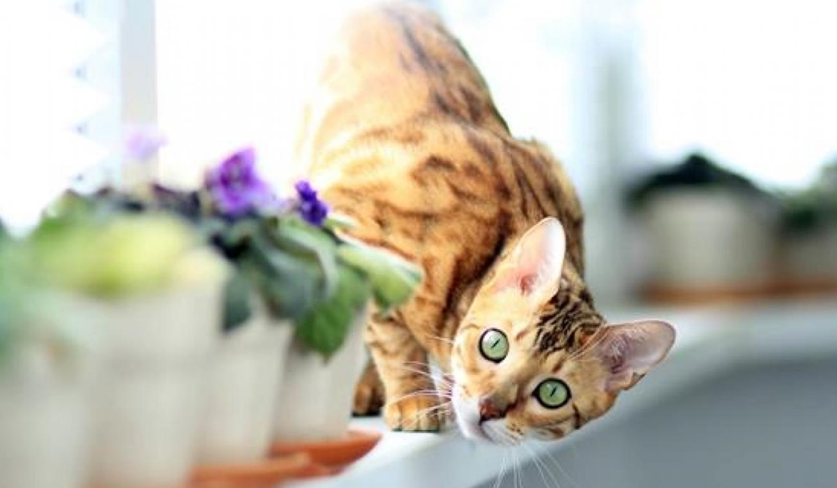 gatto con il mantello maculato