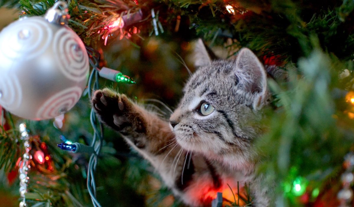 gattino che gioca con le palle dell'albero di natale