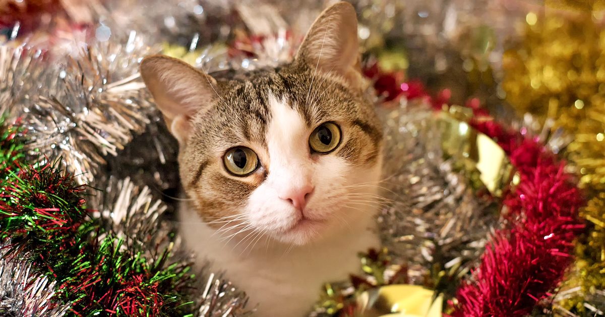 gatto tra le decorazioni natalizie