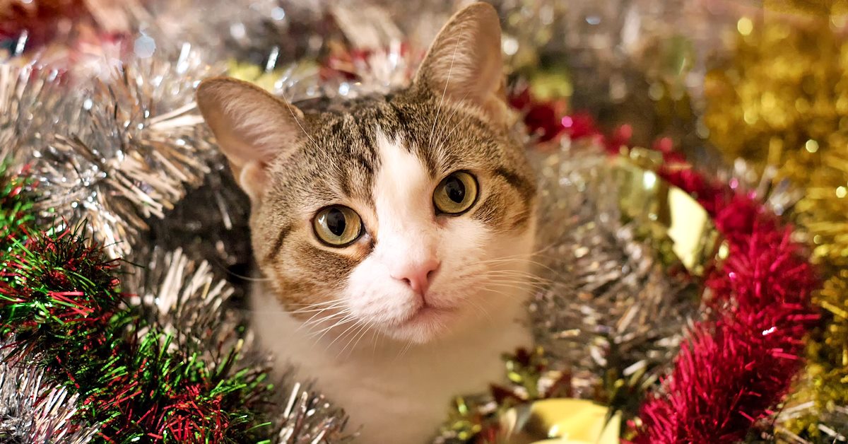 Festeggiare il Natale con il gatto: qualche idea per rendere felice Micio