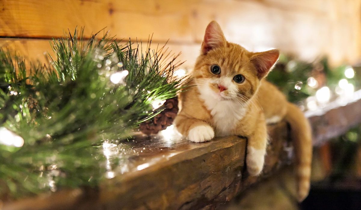 gatto tra le luci di natale