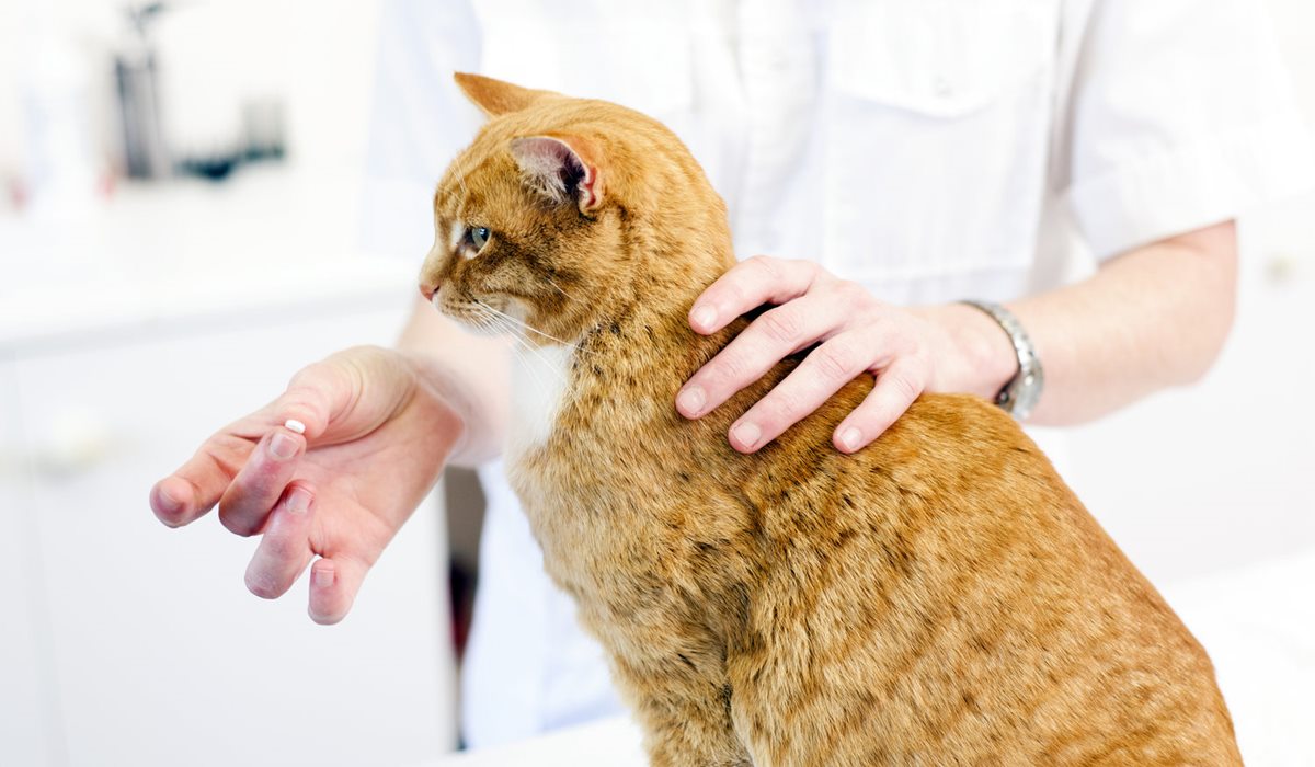 veterinario dà la pillola al gatto