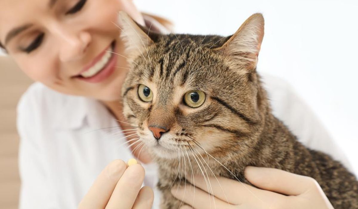 veterinario che dà una pillola al gatto
