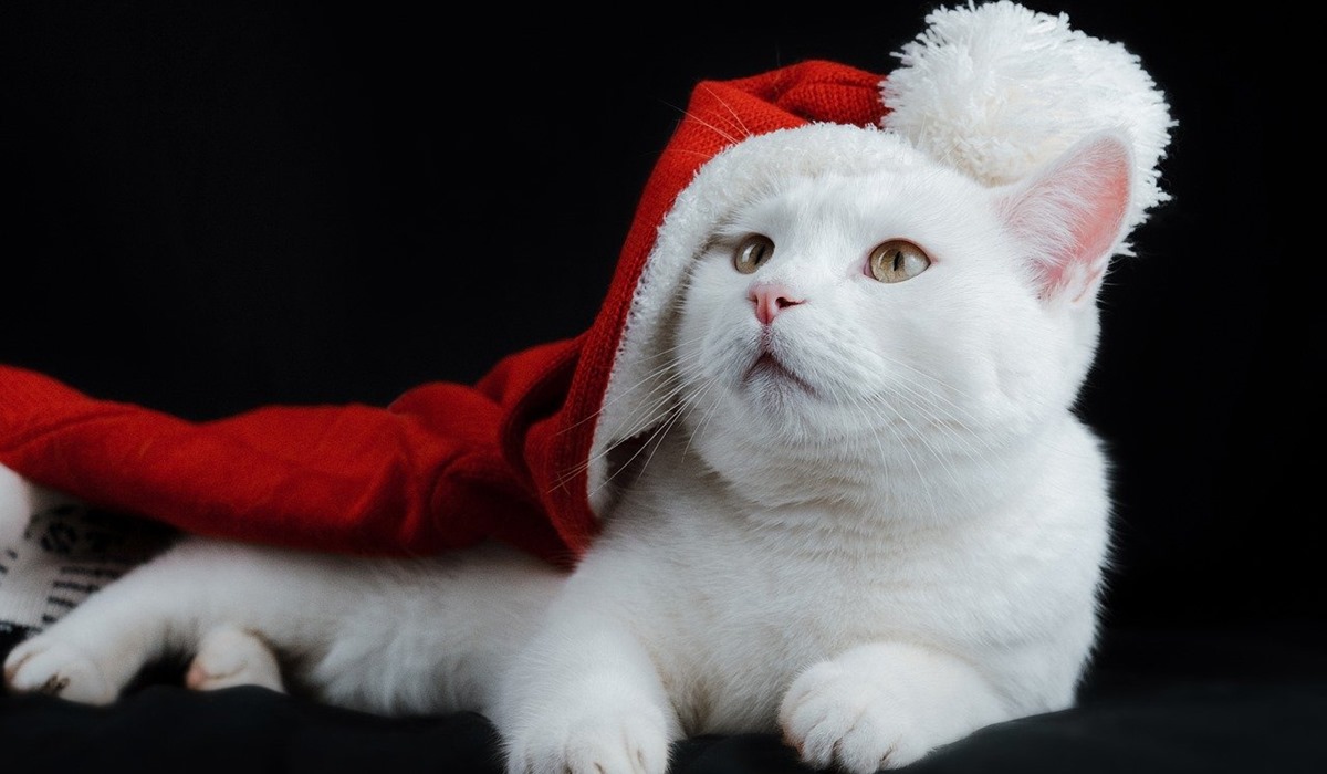 gatto bianco vestito da babbo natale