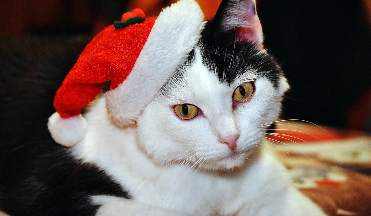 gatto bianco e nero col cappellino di babbo natale