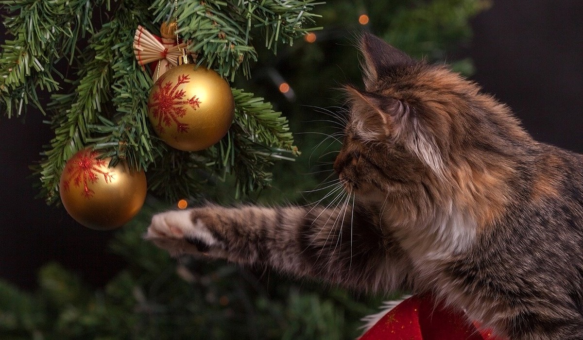 gatto tigrato a pelo lungo gioca con le palline di natale