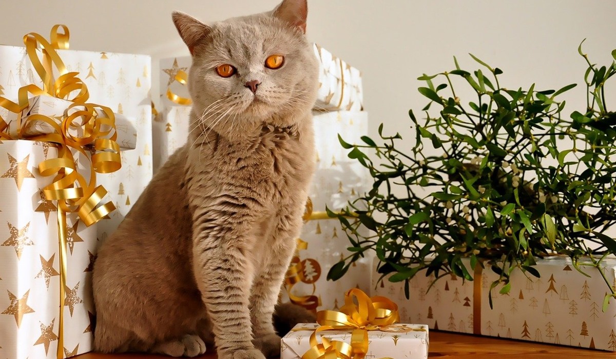 gatto con alberello e regali