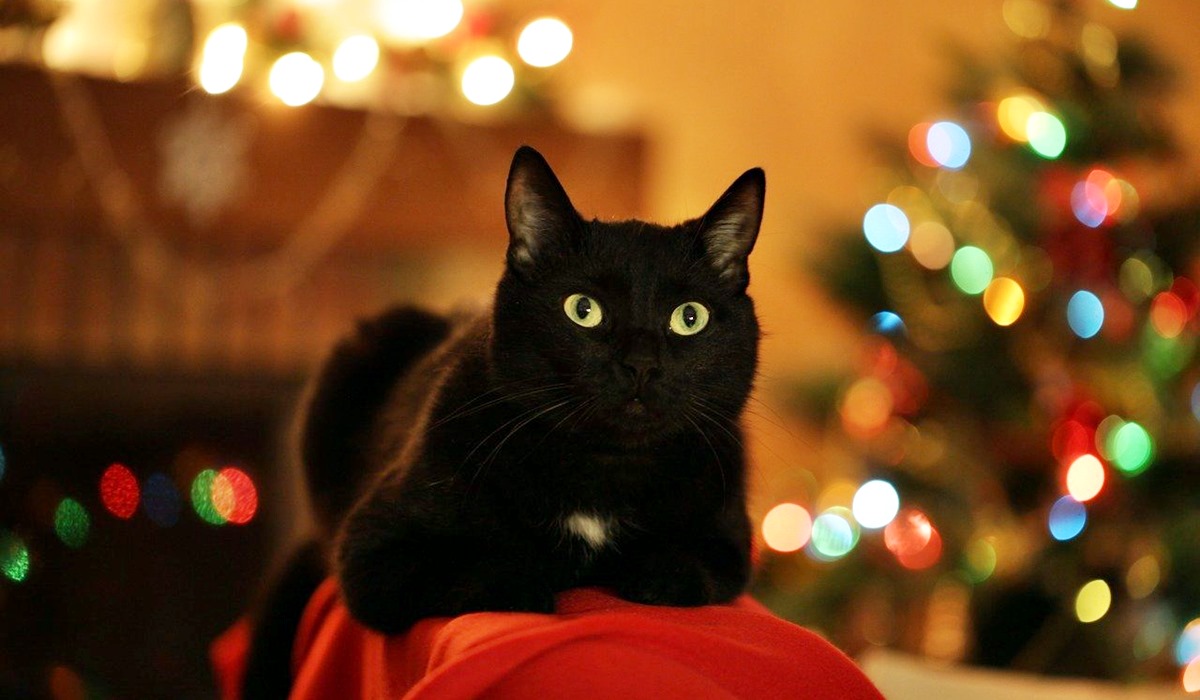 gatto nero sul divano tra le luci di natale