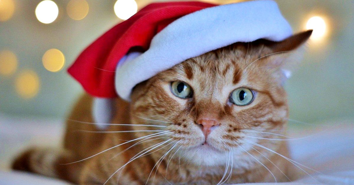 Foto natalizie di gatti, dolci e divertenti: Miao e la magia del Natale