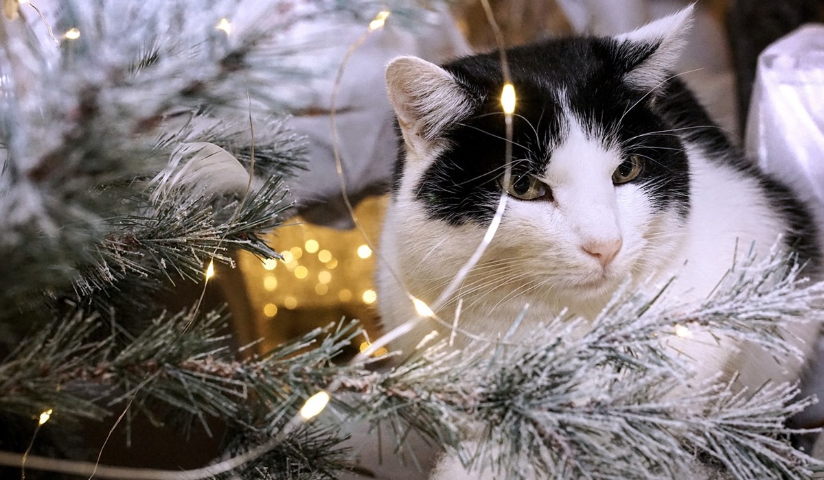 gatto bianco e nero sull'albero di natale