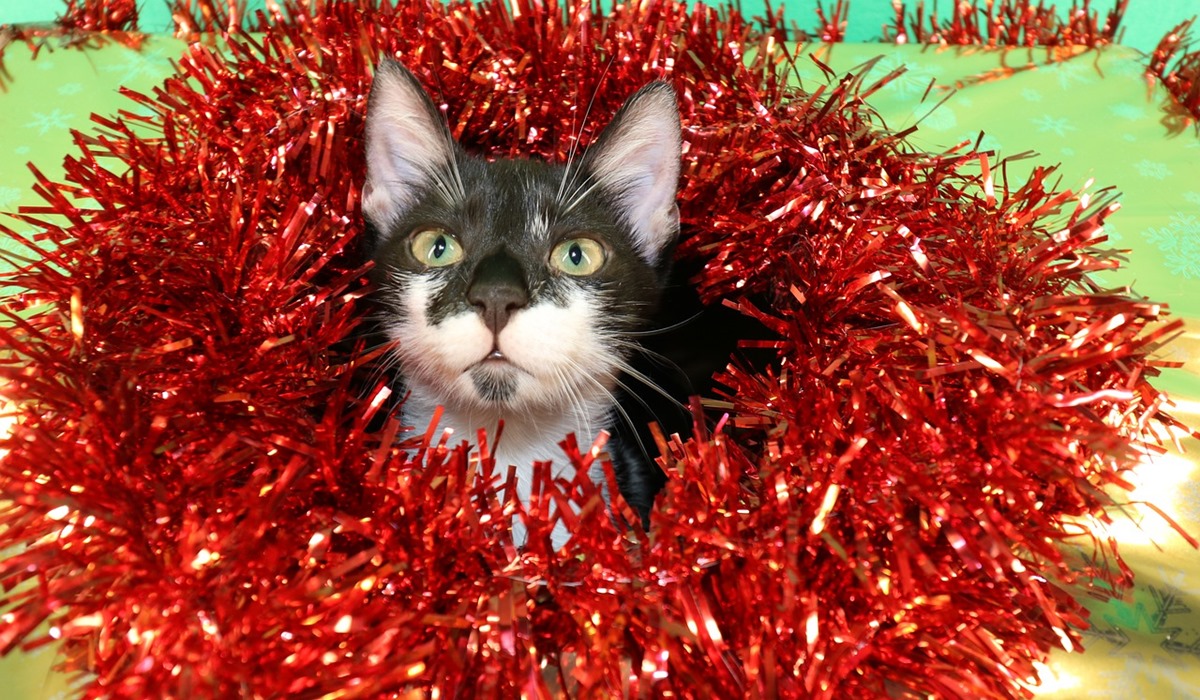 gattino gioca con le decorazioni natalizie