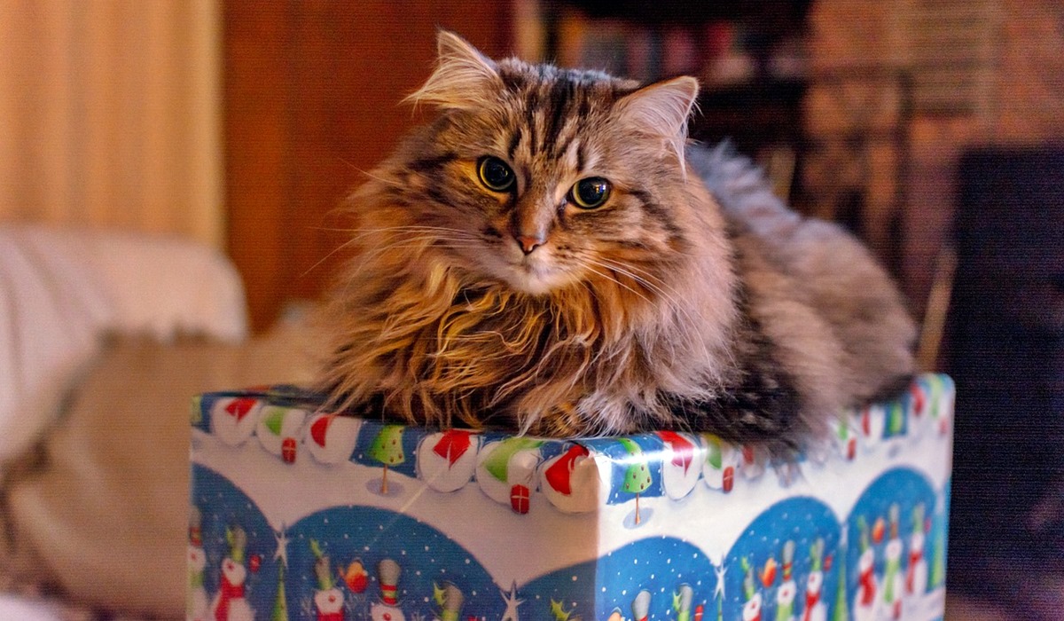 gatto sopra un pacco regalo