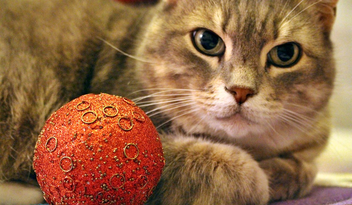 gatto e palline dell'albero di natale