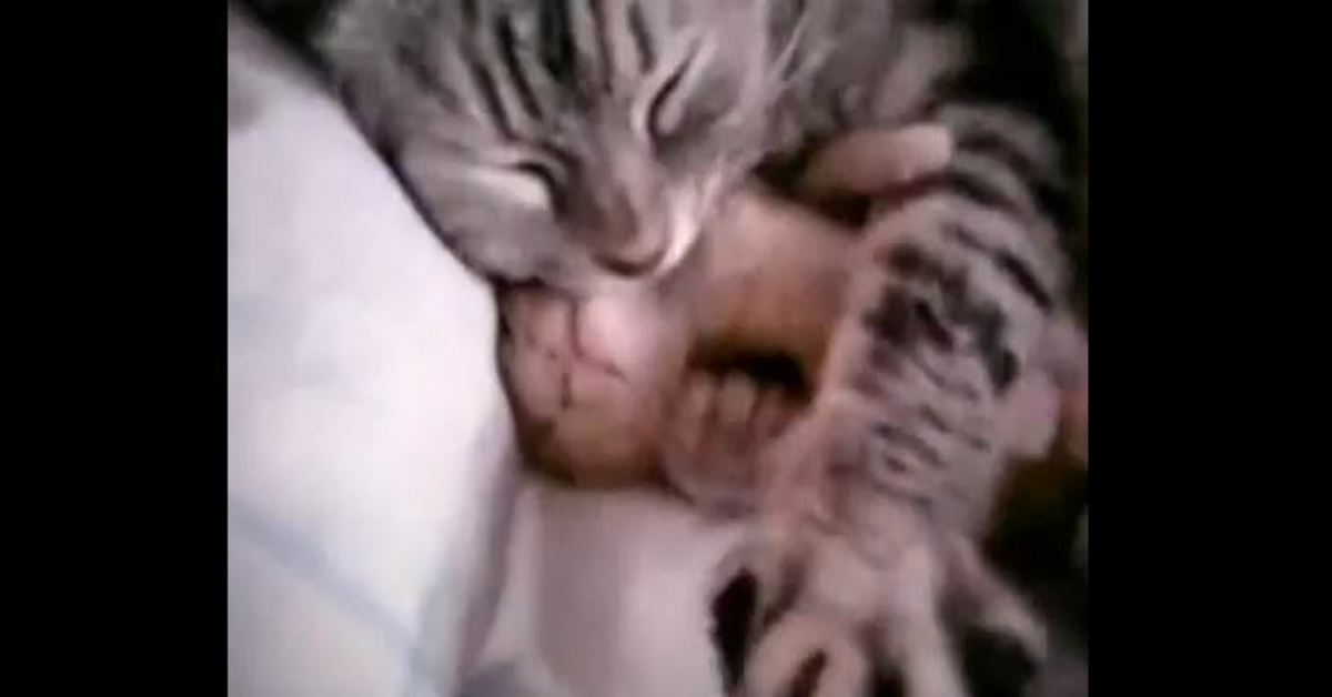 gattino addormentato fra le zampe della mamma
