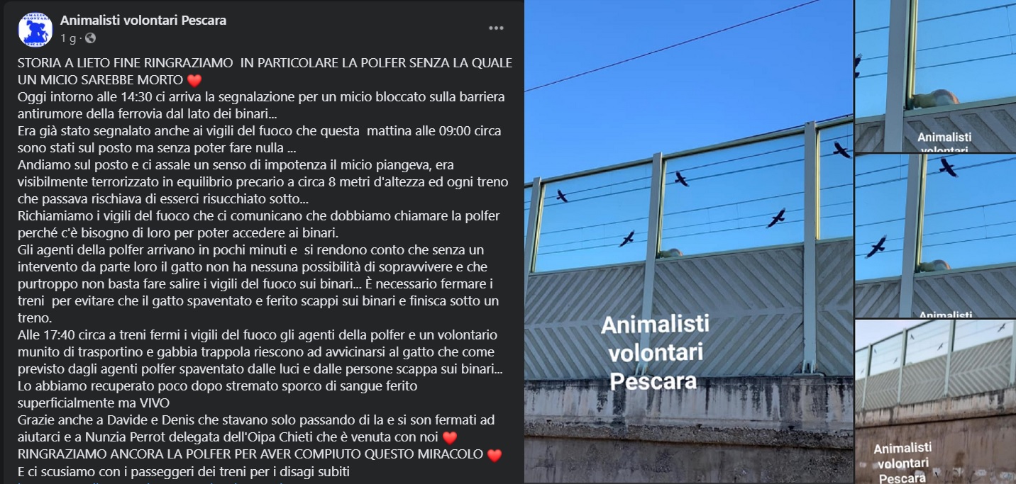 post su facebook sul gattino