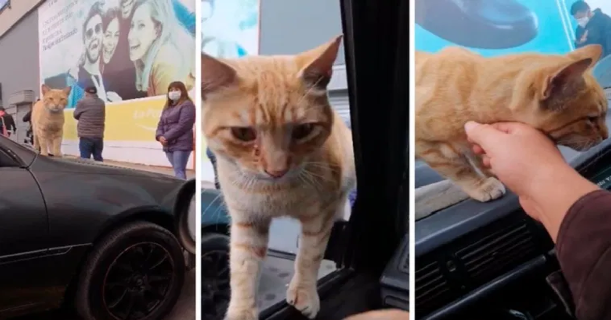 gatto randagio adottato da un giovane tre foto