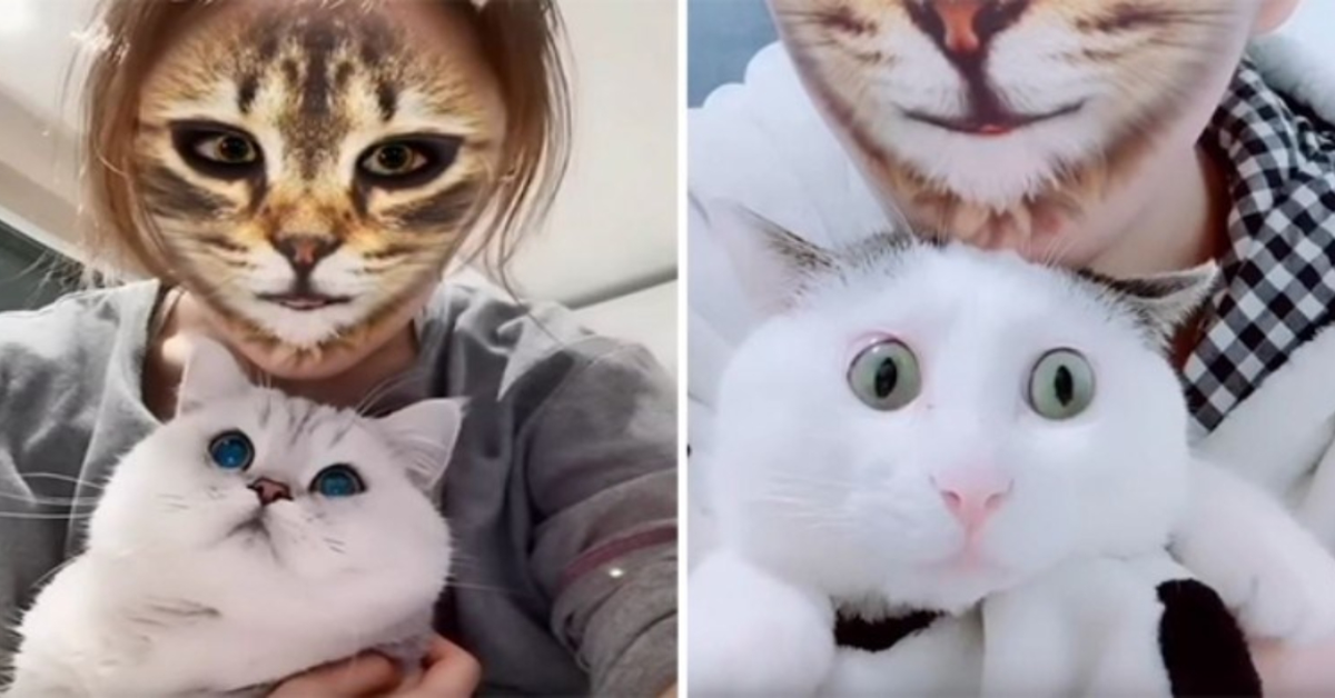 reazioni gatti alla padrona con filtro TikTok. Due foto