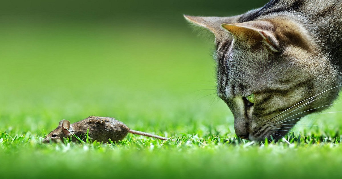 Gatti e caccia: da cosa viene l’istinto da cacciatore di Micio e perché è naturale