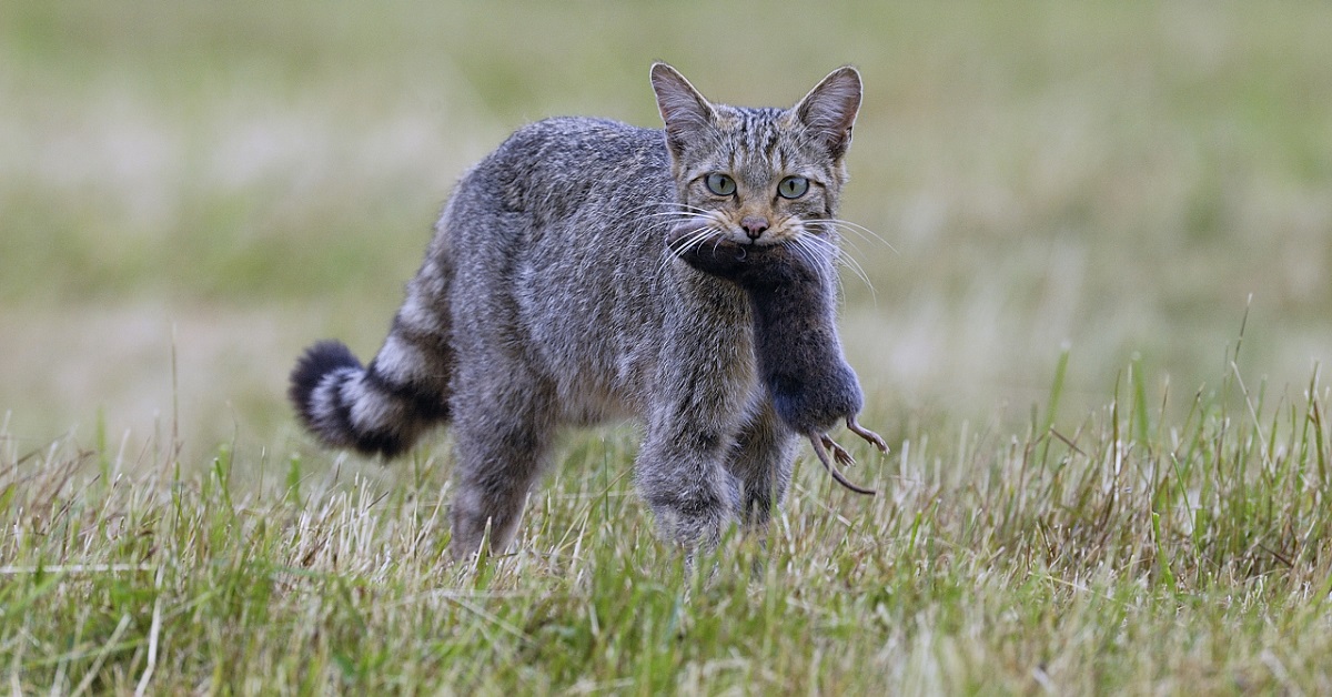 gatto ha catturato topo