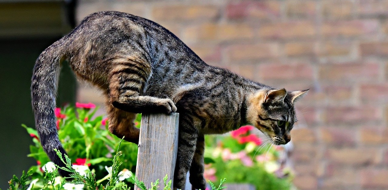 gatto in posizione di caccia