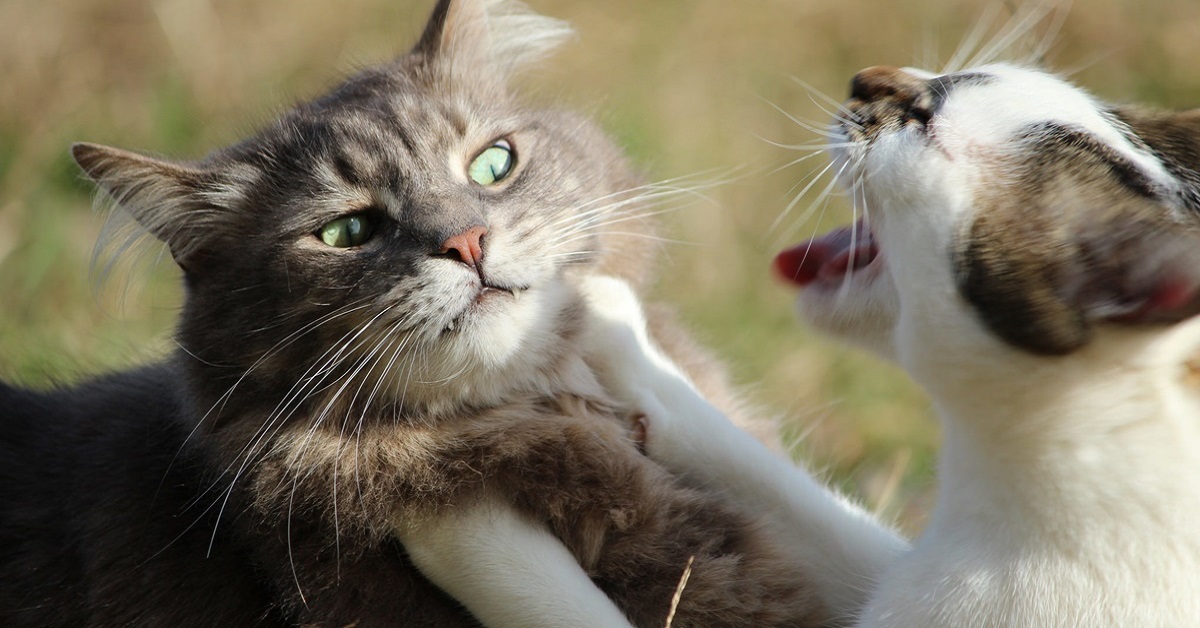 gatto che si scontrano