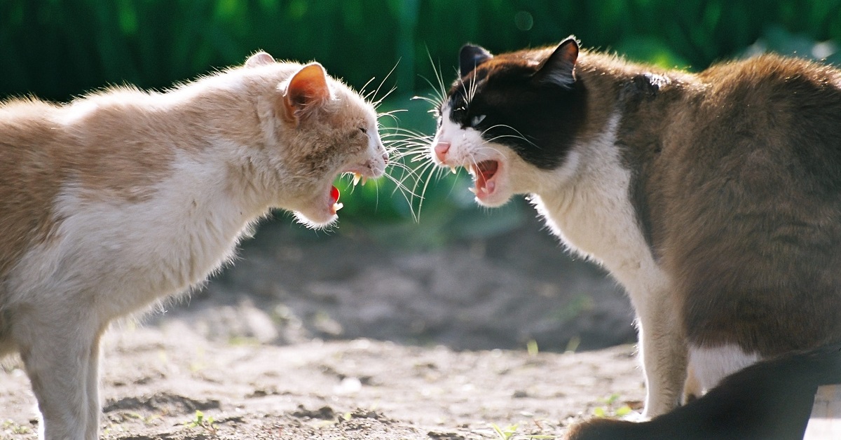 Gatti litigano tra loro: quando e come intervenire per separarli ed evitare incidenti