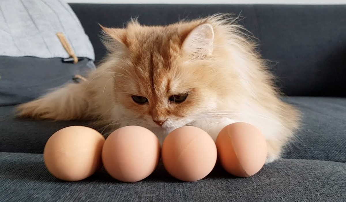 gatto guarda le uova