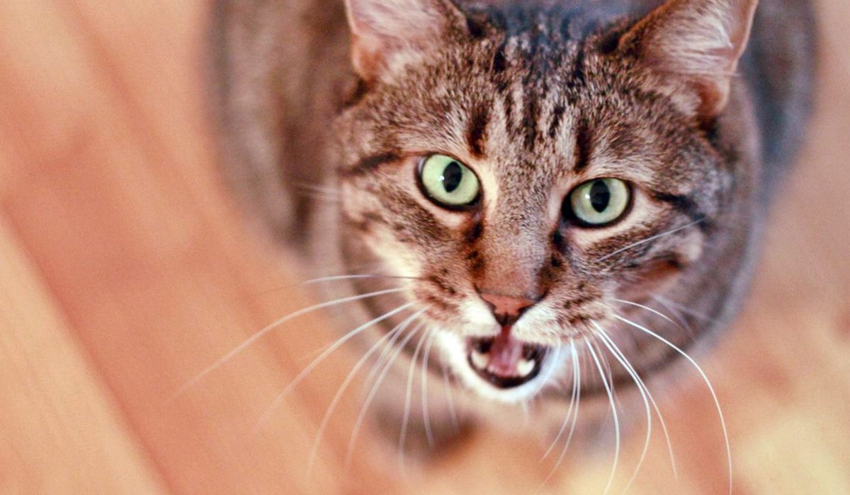 gatto che miagola forte