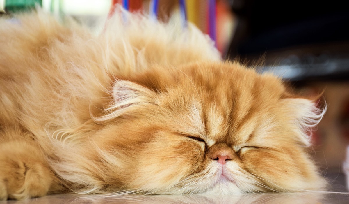 gatto persiano di colore arancione