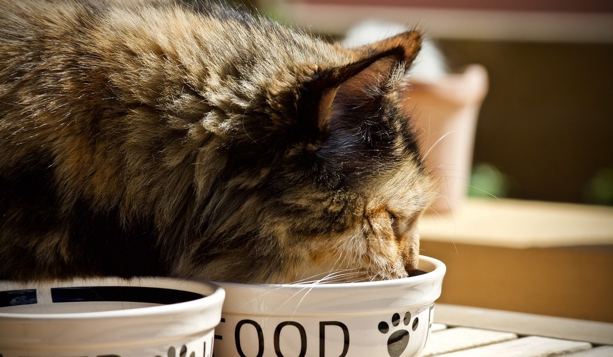 gatto che mangia dalla ciotola