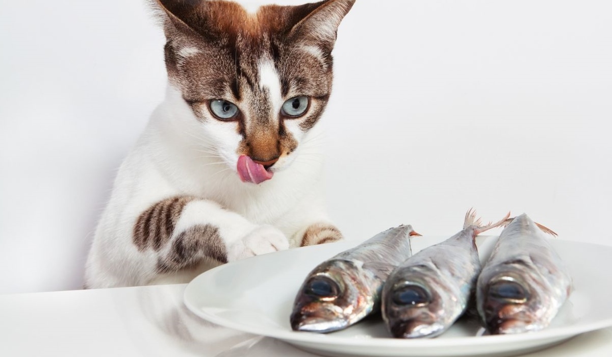 pesce per gatti