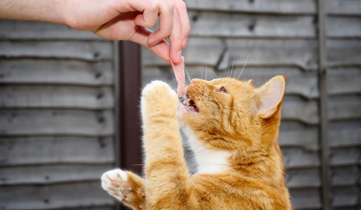 dare uno snack al gatto