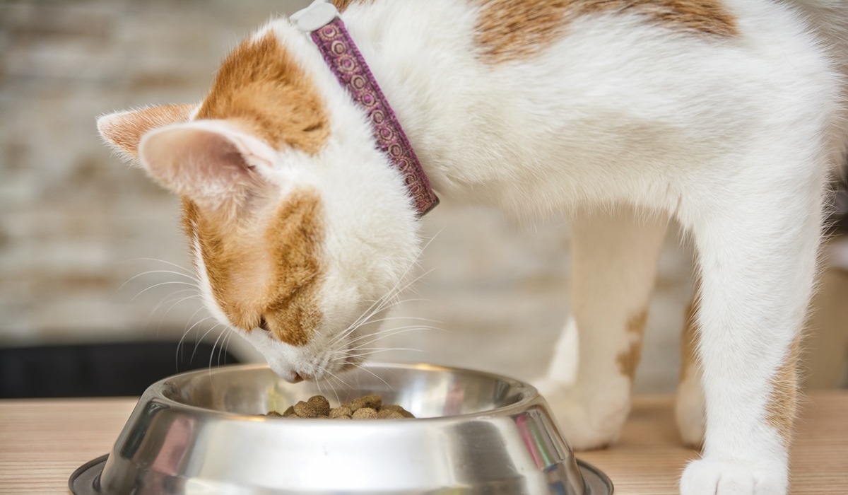 gatto che mangia i croccantini