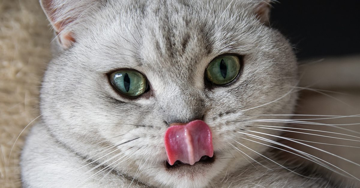 I gatti possono mangiare il lardo?