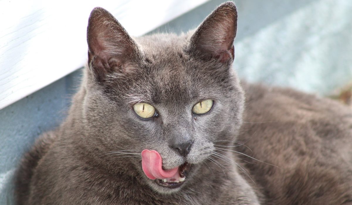 gatto grigio con gli occhi gialli