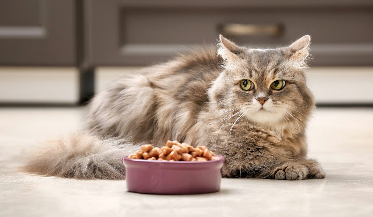 gatto con la ciotola della pappa