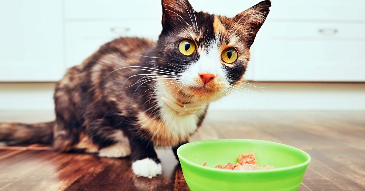 I gatti possono mangiare il panpepato oppure no?