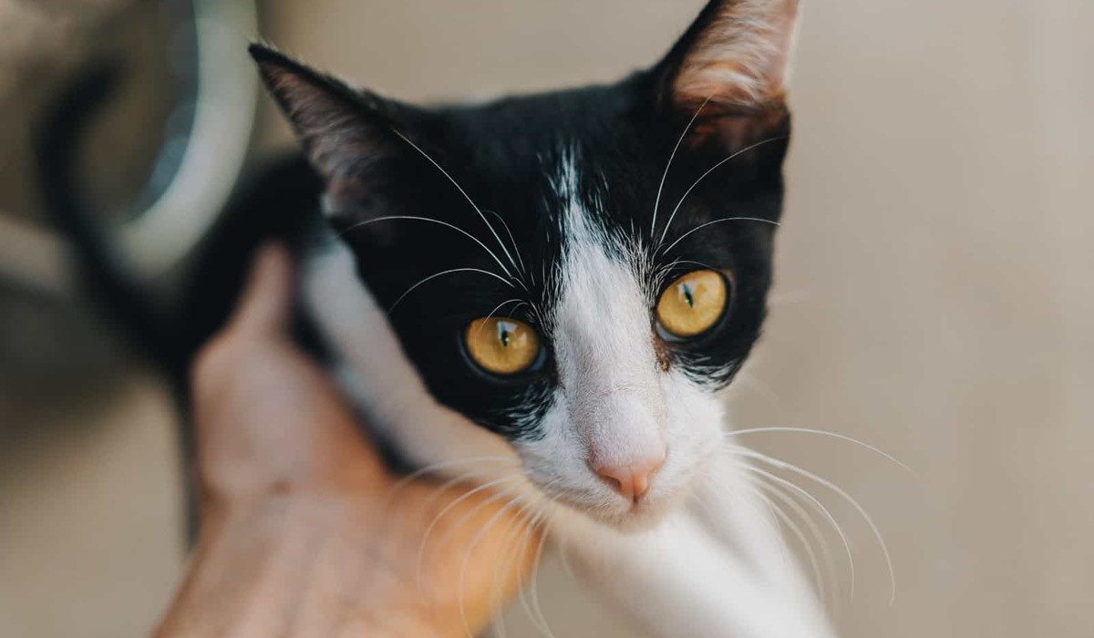 gatto bianco e nero con gli occhi gialli