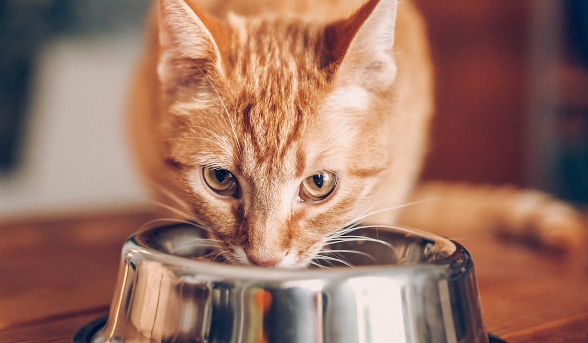 gatto arancione che mangia la pappa