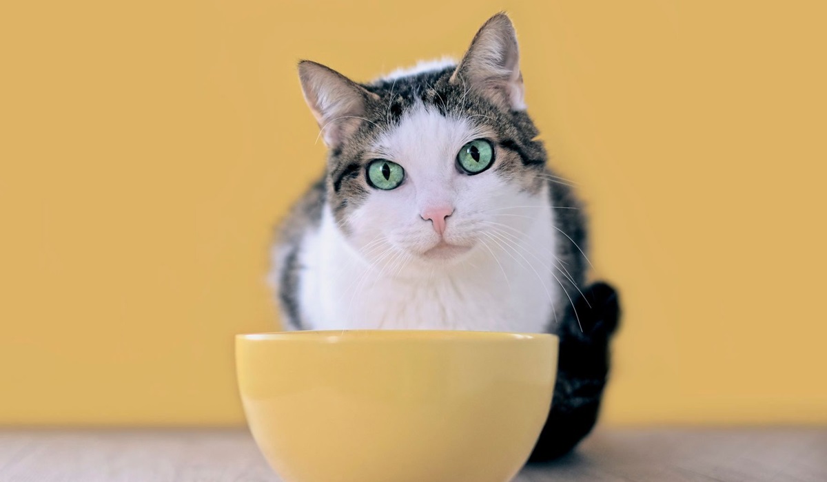 ciotola di ceramica per gatti