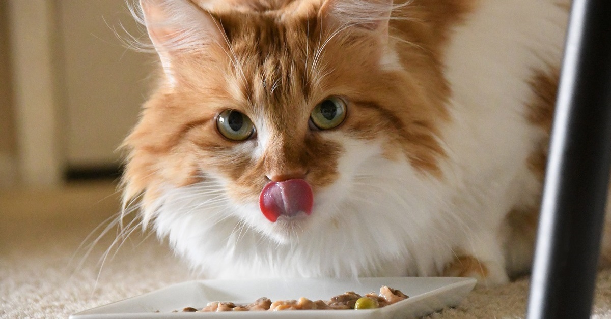 I gatti possono mangiare la porchetta? Ecco cosa sapere