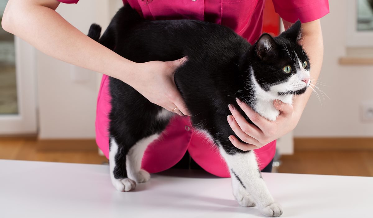veterinario controlla se il gatto ha i vermi